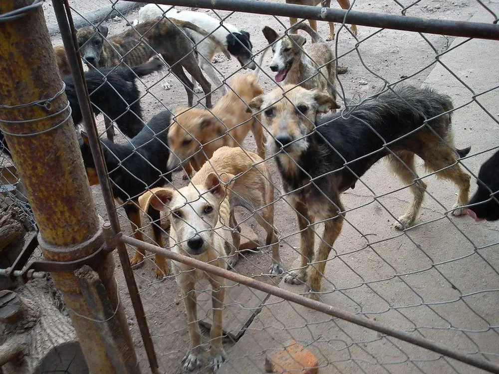 Una petición en Change.org llamó campo de concentración al refugio de Dolores, Soriano