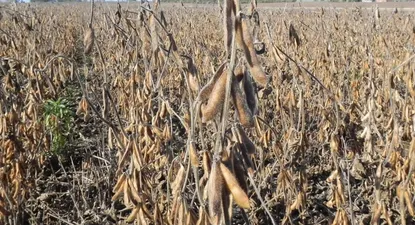 Casi tres millones de toneladas se cosecharon