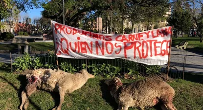 protesta en melo por ataques de perros sueltos: productores exhibieron ovinos muertos