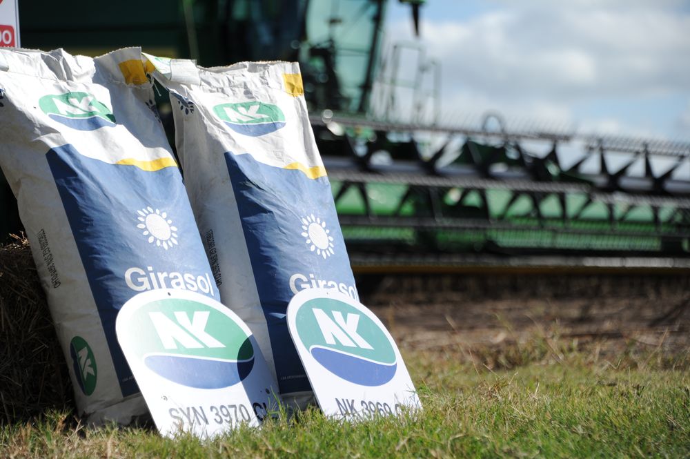 Inauguración de la cosecha de girasol.