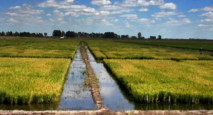 El Observador | Hay 175 mil hectáreas cultivadas con arroz