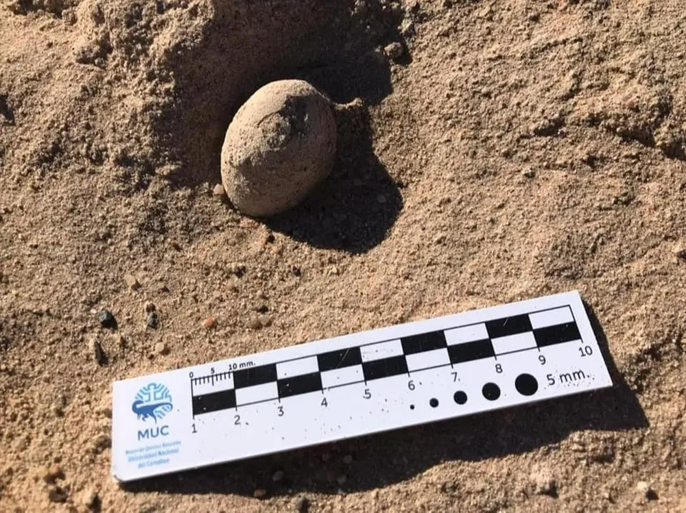 Imagen de uno de los huevos hallados. Tienen más de 85 millones de años.