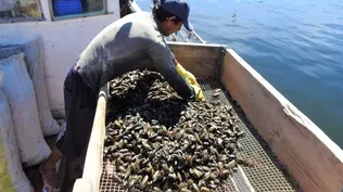 Pesca en aguas próximas a la Isla de Lobos.