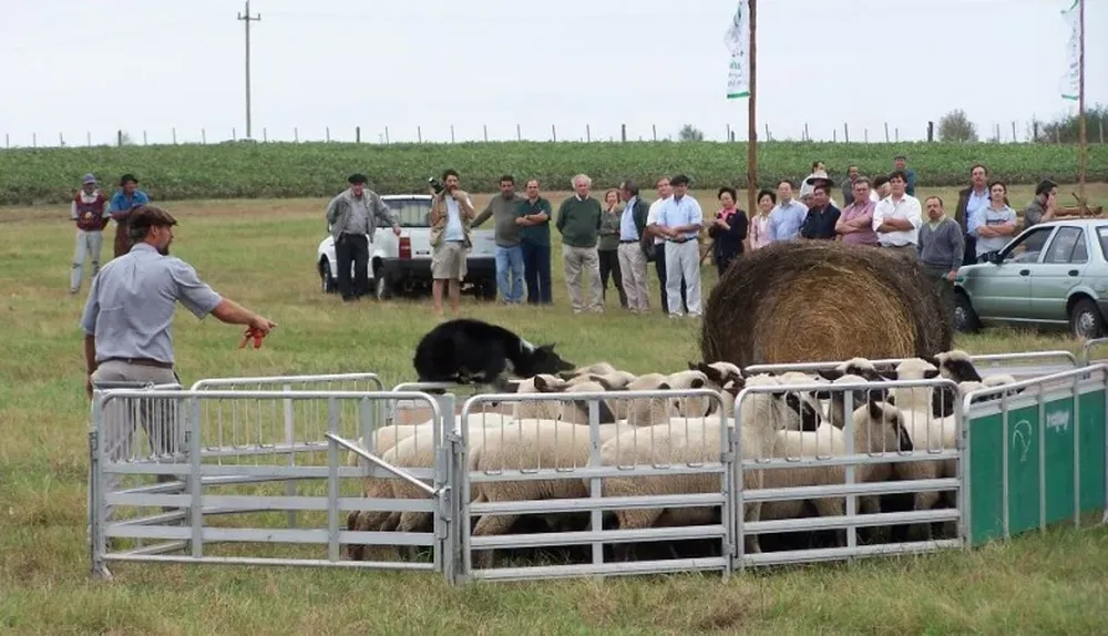 Border Collie manejando ovinos, un clásico en cada Expoactiva