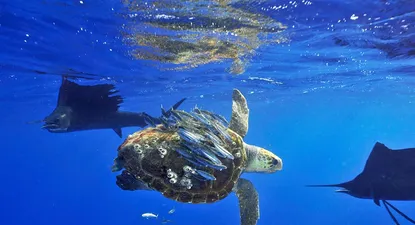 Peces carnada usan una tortuga marina para cubrirse: en Isla Mujeres, en México