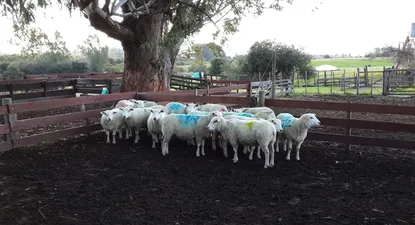 El Observador | La faena de ovinos creció 9% en lo que va de 2014