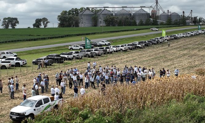 Actualización de Cultivos de Verano: ADP - Agronegocios del Plata presentó dos nuevas variedades de soja