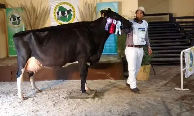 La Gran Campeona Holando 2017 de Don Policarpo