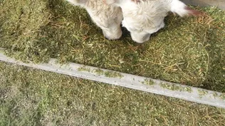 Alimentación de vacunos en corrales de engorde.