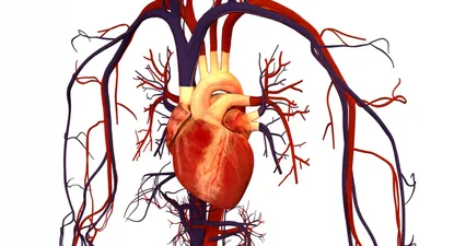 investigadores crean un corazon robotico