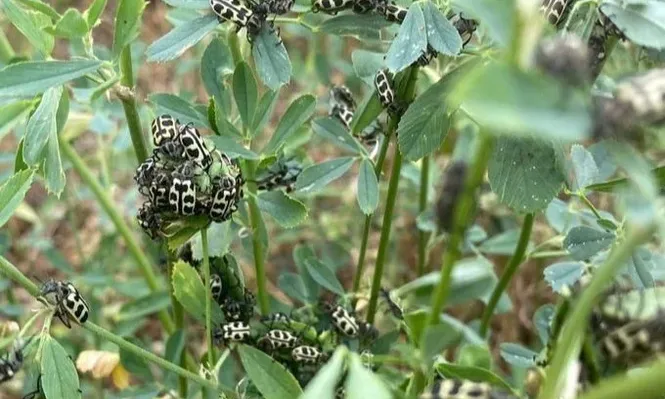 Escarabajo Siete de Oro.