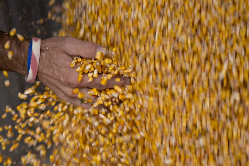 Informe revela perspectivas del grano
