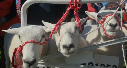 se aproxima la primera expo nacional texel
