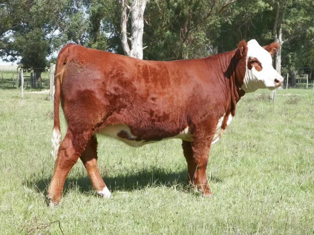 Katrina, una de las terneras que integrará la oferta de Las Anitas este viernes en Durazno