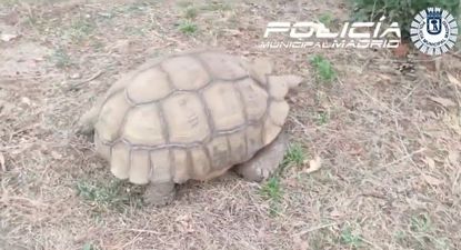 Rescatan sana y salva una tortuga de 30 kilos que se había escapado de su casa