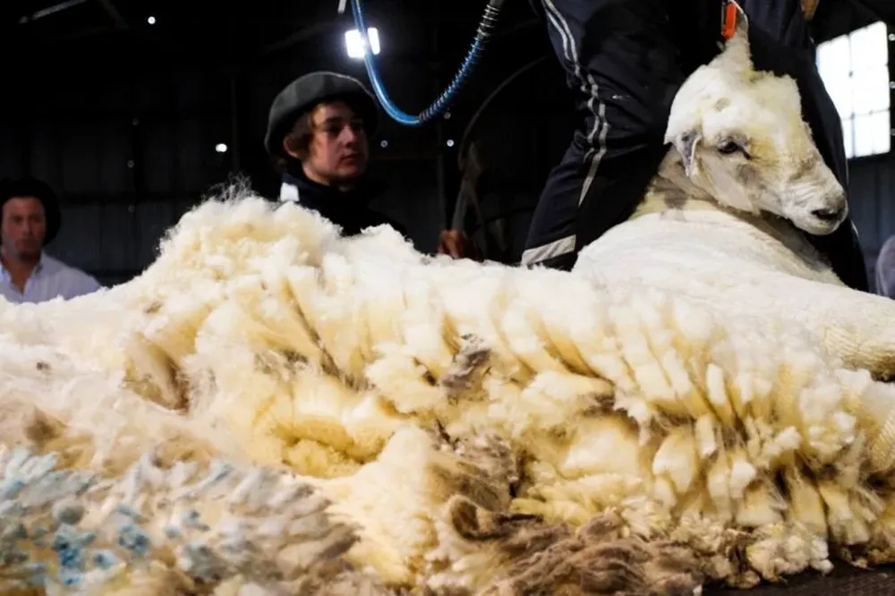 En el mercado local hay mejores precios por lanas medias