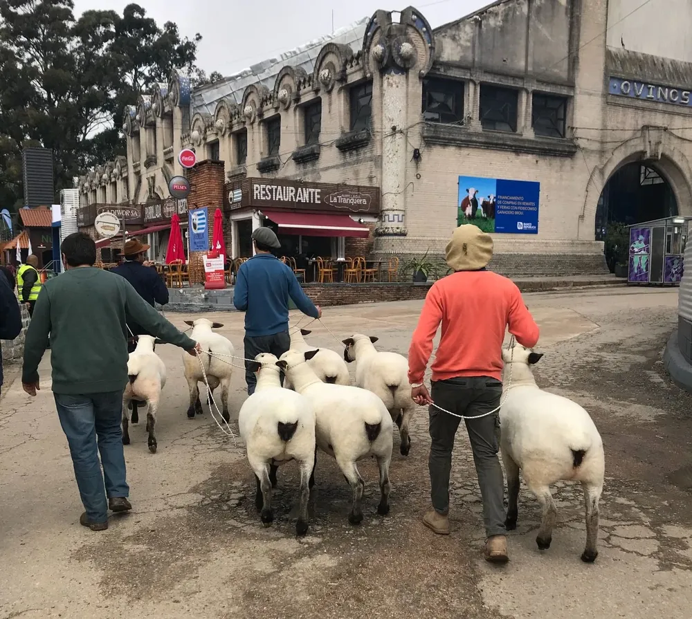 Llegó la hora de la jura en las razas especializadas en producción de carne.