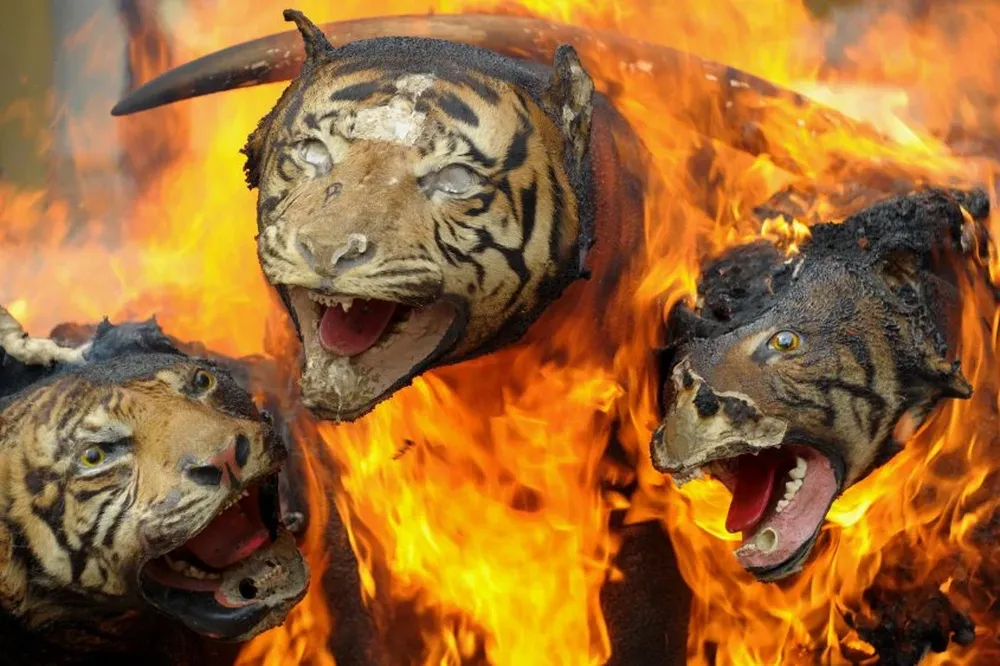 Tesoros de la vida animal salvaje son quemados como protesta a la caza ilegal en Sumatra.
