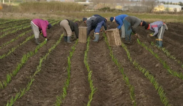 Producción de alimentos en sistemas granjeros en Uruguay.