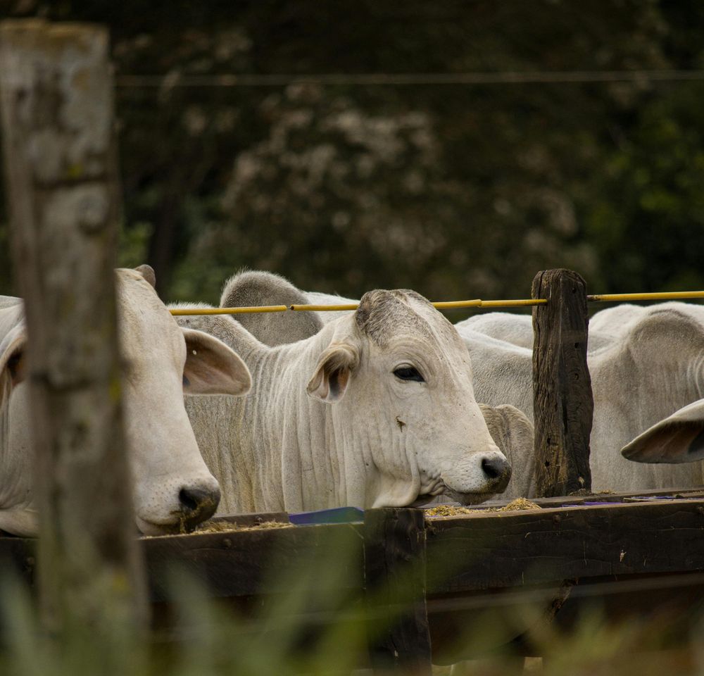 Brasil y una ganadería monstruosa: 200 millones de vacunos.