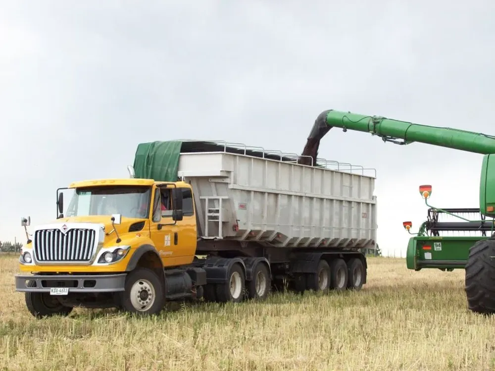 Descarga de colza para el traslado al silo de destino.