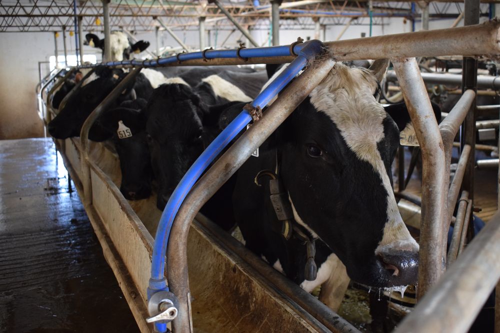 Inale expuso nuevos datos sobre leche remitida hacia los complejos industriales.