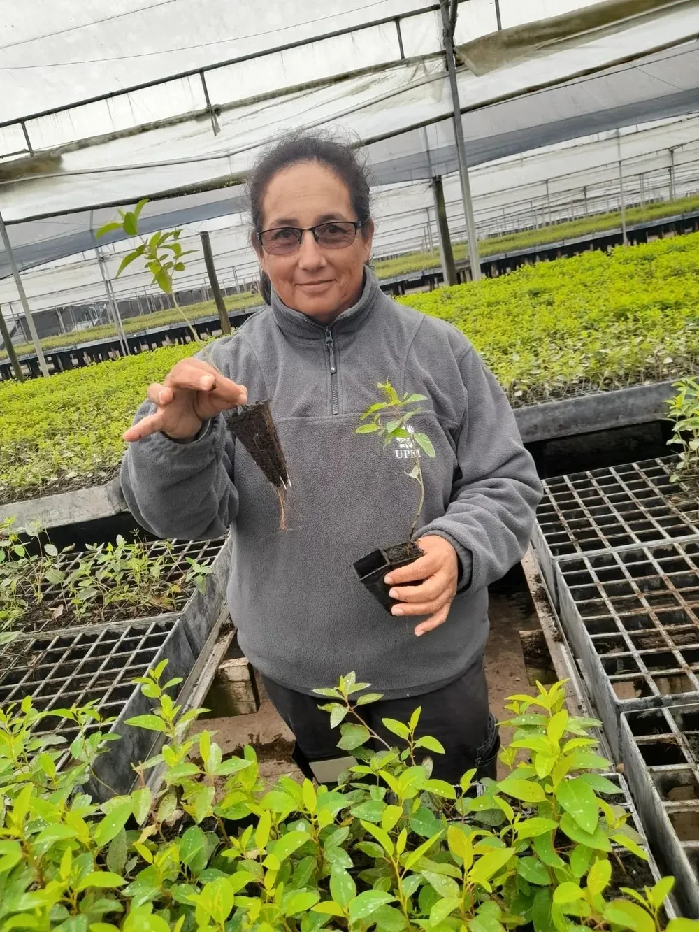 Elisa clasifica las plantas por altura.