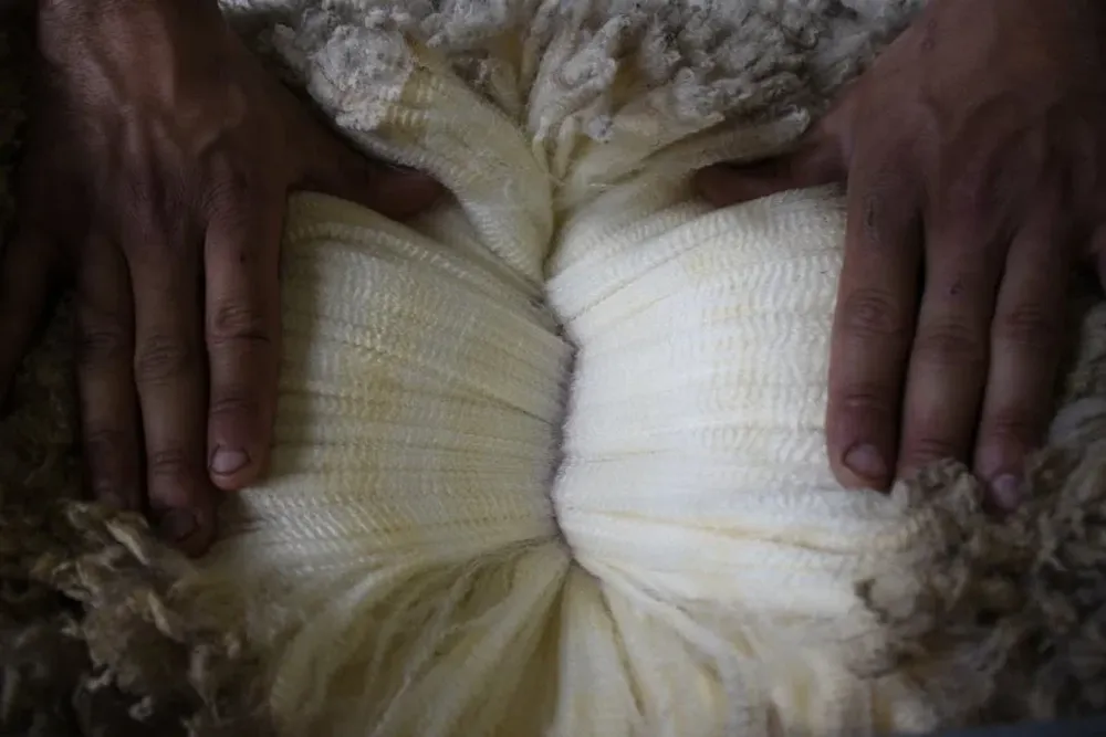 Las lanas no sustuvieron en esta jornada la suba de precios