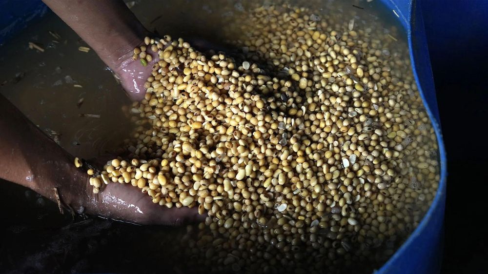 Gramo por gramo, la soja contiene más proteína que los huevos.