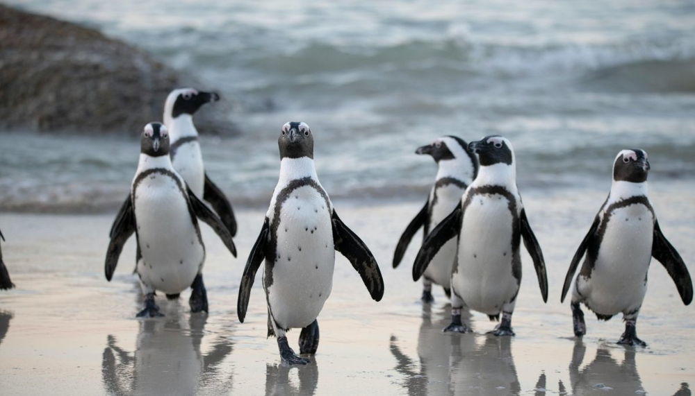Los pingüinos de las islas Heard y McDonald, soprendidos por los aranceles de Trump.&nbsp;