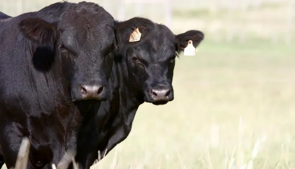 Los buenos toros Angus de Frigorífico Modelo se lucirán en la pista de Durazno