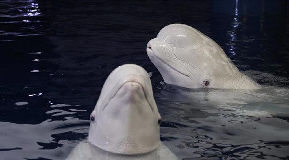 Las dos belugas rescatadas de Ucrania durante una sesión veterinaria en el Oceanográfico de Valencia