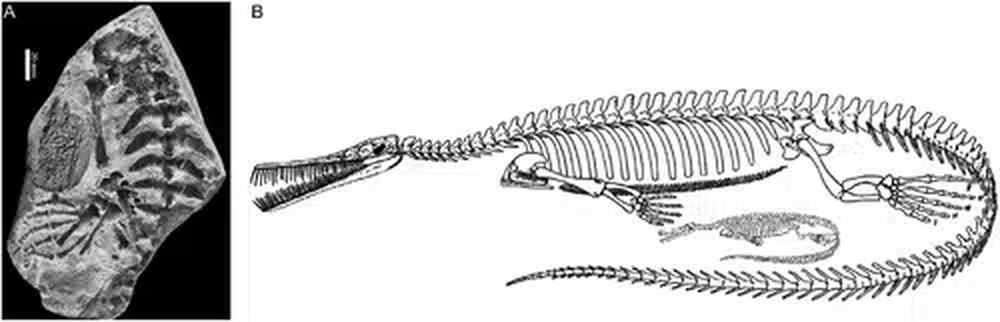 Estudio publicado en la revista Historical Biology