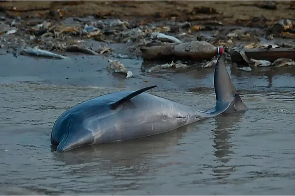 Gran cantidad de delfines muertos por la ola de calor