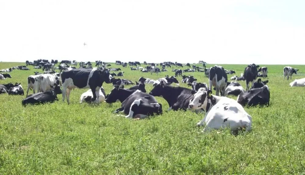 Buena oferta de pasturas, pero ya hace falta que llueva