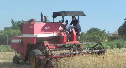 El Observador | Cosecha de trigo en la zona de Pajas Blancas