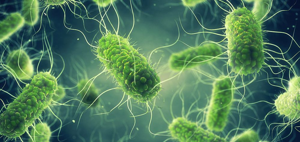 Alerta por salmonela en un lote de hamburguesas de pollo en&nbsp; España