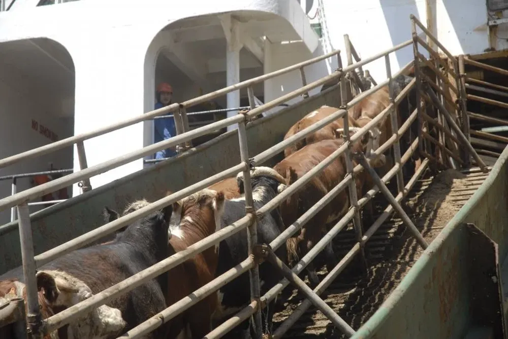 Egipto es una oportunidad para el ganado uruguayo.