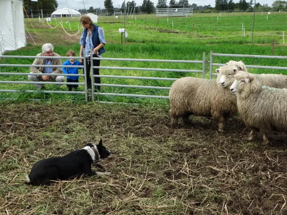 El ministro Aguerre llevó a su nieto a Melilla y le mostró cómo los Border Collie manejan ovinos.