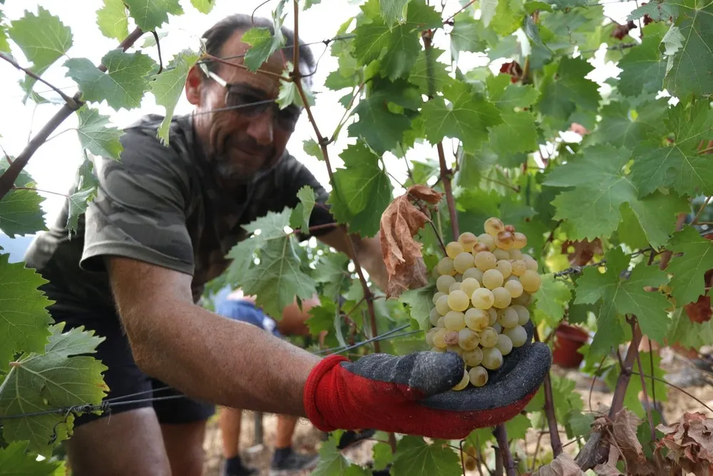 Un francés recoge uvas blancas en la isla mediterránea de Córcega, Francia
