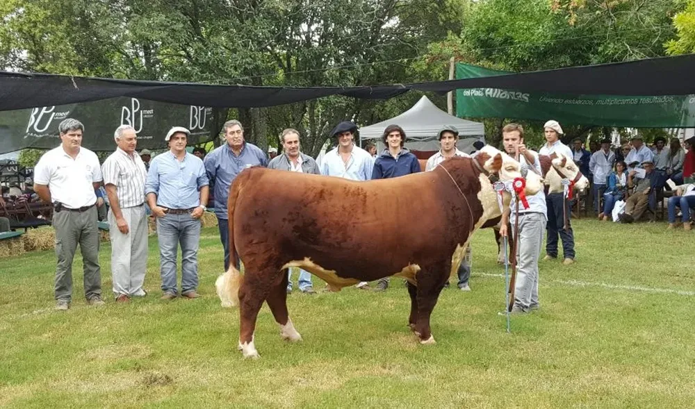 El Gran Campeón Polled Hereford de El Paraíso