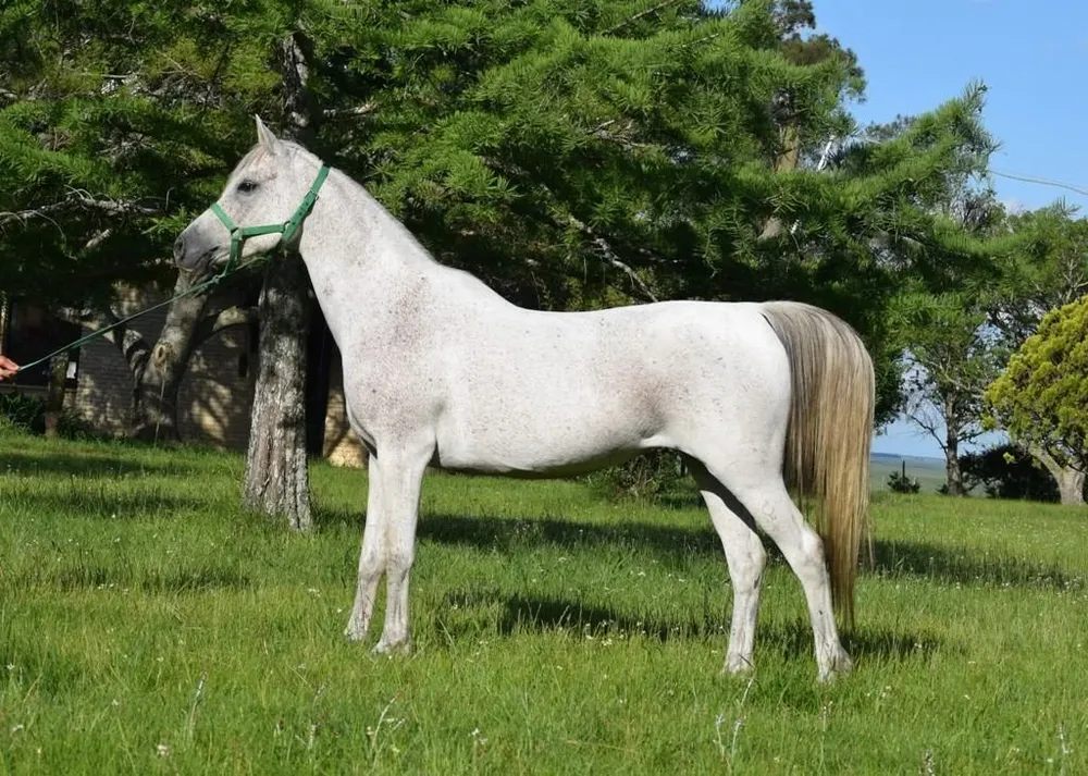 Lote 01 ED Shadeedeh