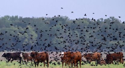 Estados Unidos: crece el descontento entre los ganaderos por las medidas del presidente estadounidense Donald Trump para reducir los precios de la carne vacuna.