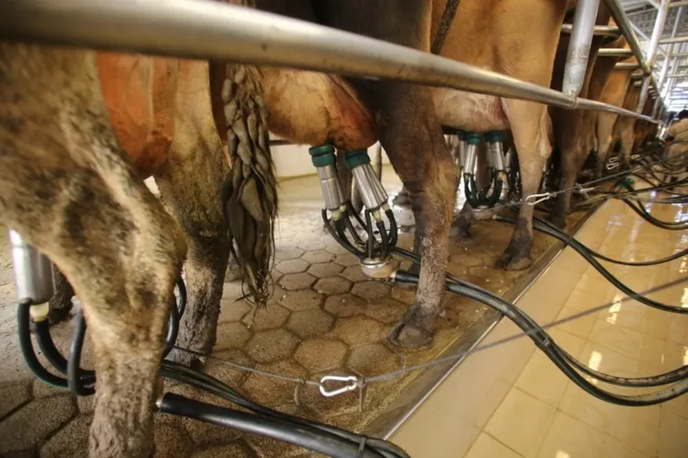 Precio de la leche en dólares al tambero durante febrero de 0,34