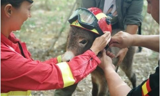 Uno de los integrantes del escuadrón de burros bomberos.&nbsp;