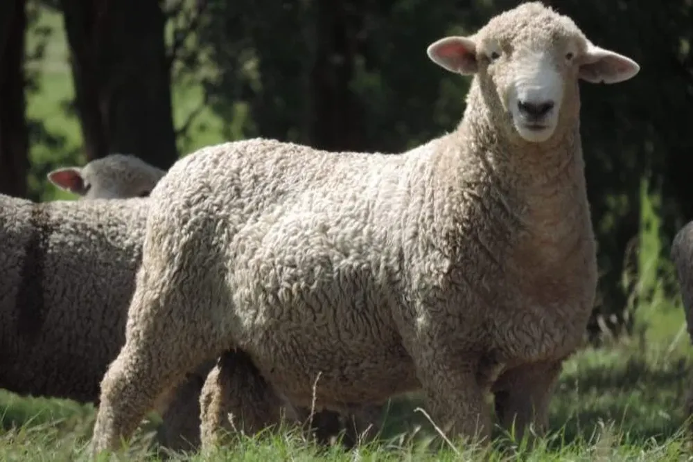 El remate se hará en Rivera.