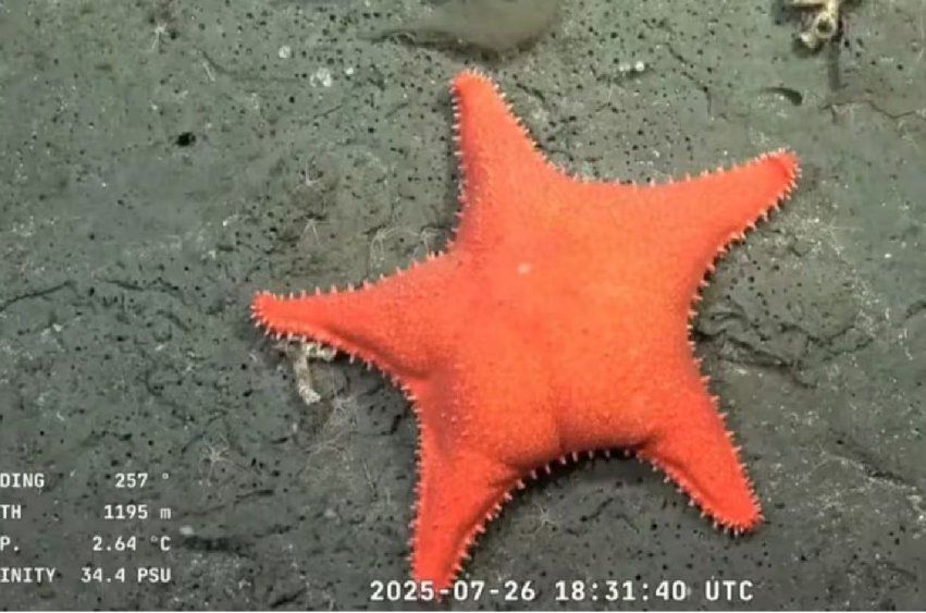 Estrella de mar capturada por la transmisión de la expedición argentina 