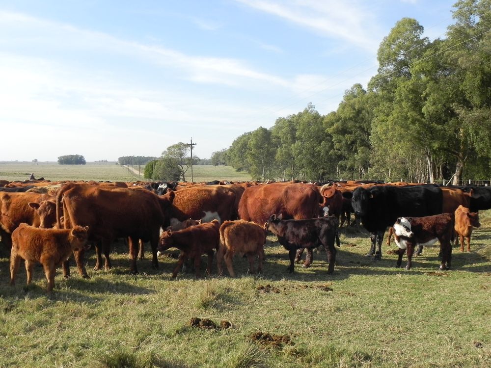 Ganadería en Uruguay, en armonía con el campo natural y la forestación.