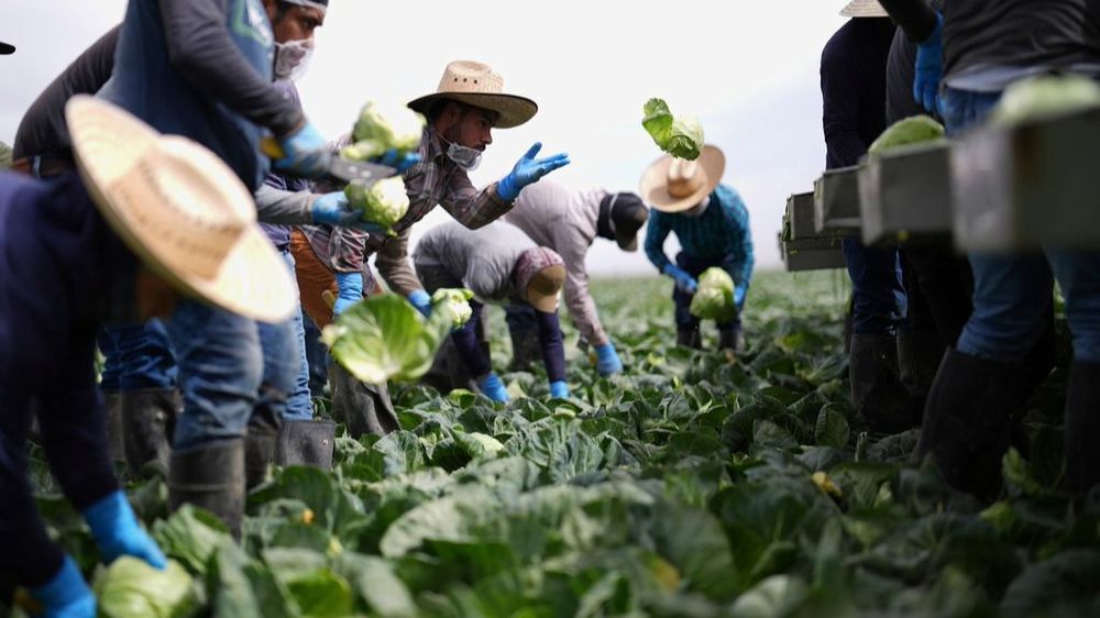 Trabajadores en un granja de California. AP.jpeg