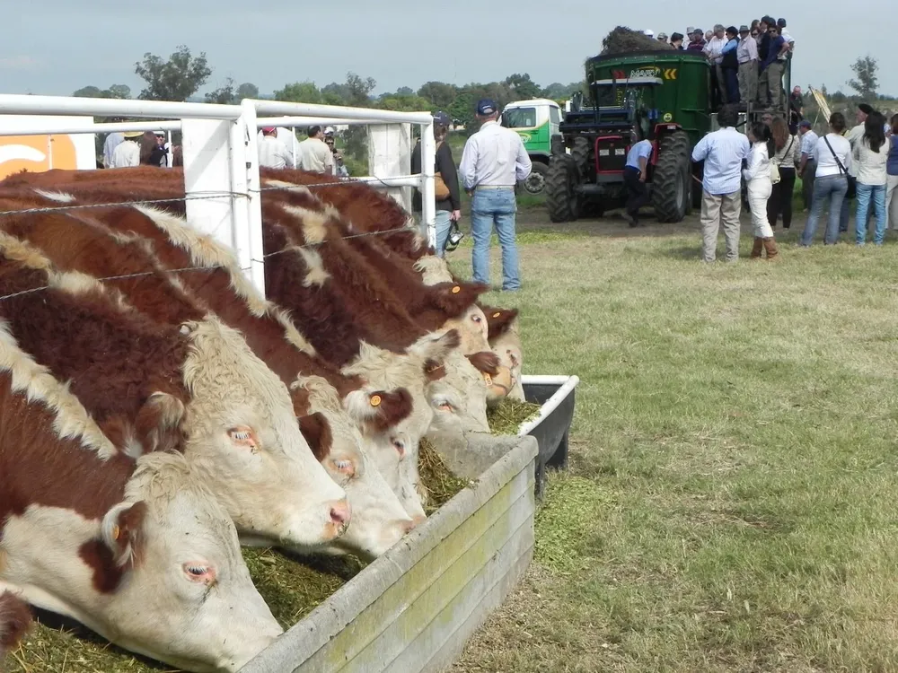 Demostraciones de alimentación animal.